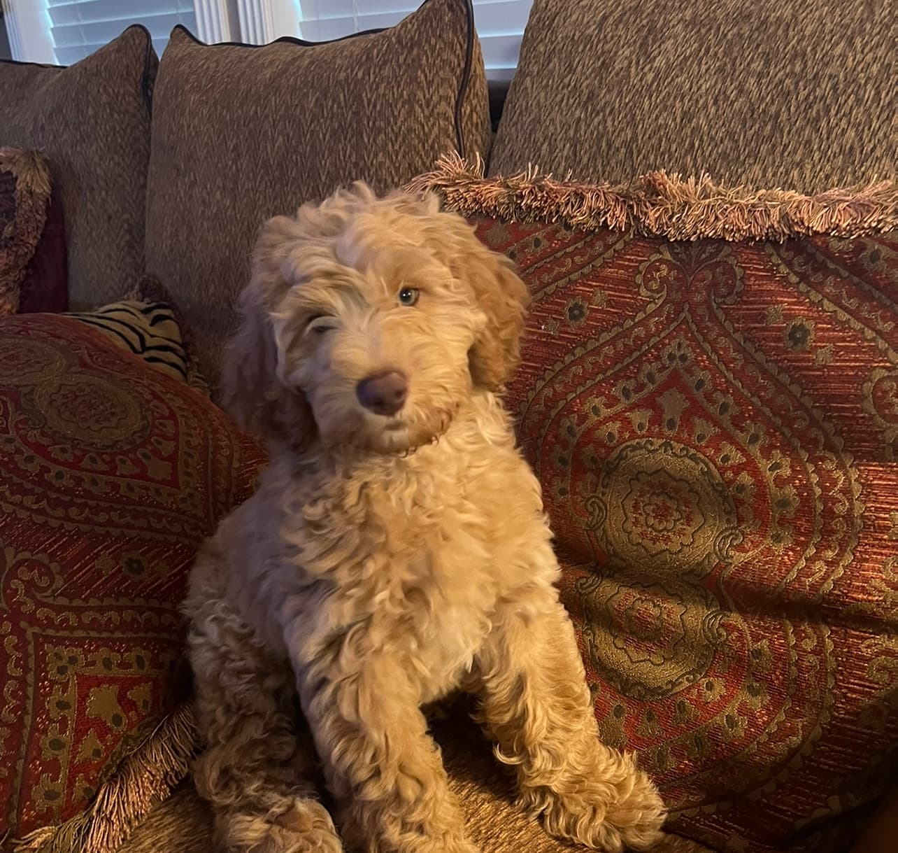 Honey the Goldendoodle